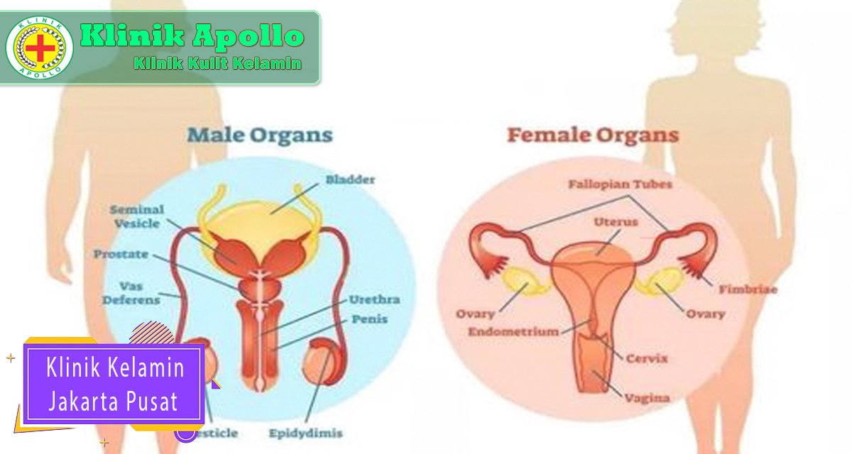 Klinik Apollo spesialis penanganan masalah penyakit kelamin.