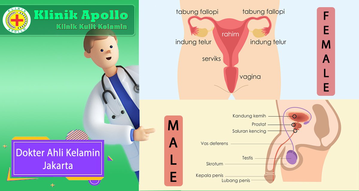 Klinik Apollo memiliki dokter ahli kelamin yang sangat ahli dibidangnya.