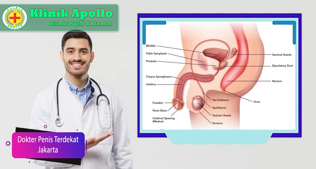 Selalu hubungi dokter penis terdekat untuk menangani masalah organ reproduksi pria.