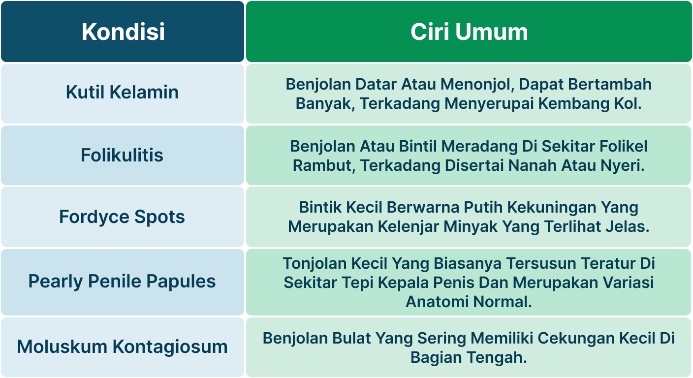 Ilustrasi Kutil Kelamin yang Baru Tumbuh.